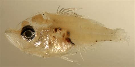 Lutjanidae, the snappers in The Larval Reef Fish .